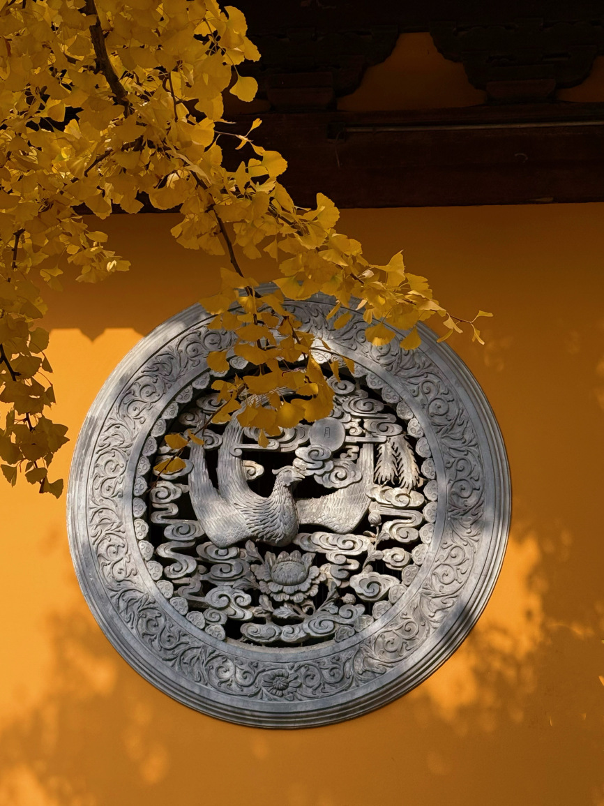 魔都銀杏天花板龍華寺這棵千年古樹美到封神，錯過再等一年！｜Trip.com