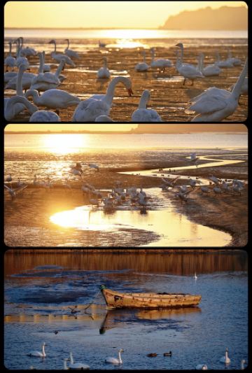 Winter Limited Time Offer! A Comprehensive Guide to Honghu Bay Swan Paradise and Herlan Hotel