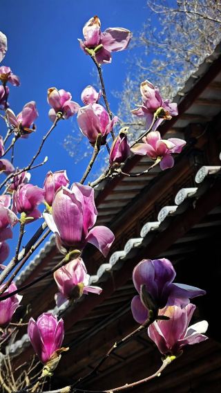 Yayuan Blossoms - Branches Full of Spring