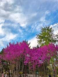 保定植物園｜滿園春色藏不住，百花齊放正當時