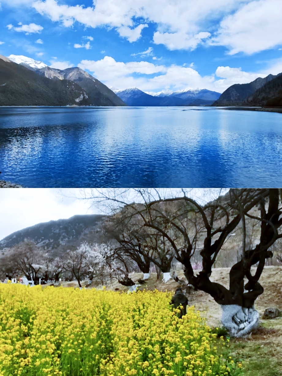 umehari　オールドチベットと海のシルクロードを渡ったシード＋他1点 チベット全景7日間ゆったり旅ガイドが登場！ぜひチェックしてください