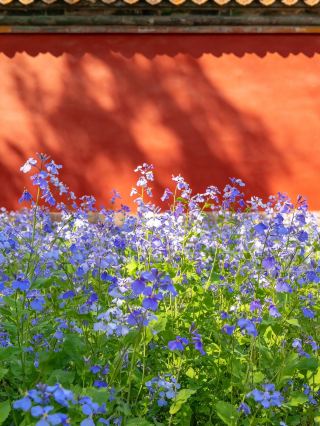 อย่าไปเบียดเสียดกับฝูงชนที่พระราชวังต้องห้ามเพื่อชมดอกไม้! ดอกไม้และต้นไม้ที่คนรู้จักน้อยกว่านั้นงดงามจนน่าทึ่ง