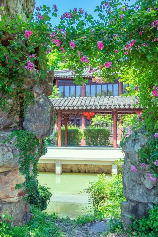 常熟曾赵園の初夏の絶美な花景色は、気軽に撮るだけで壁紙になる！
