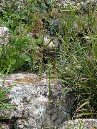 Peaceful Garden with Diverse Plants