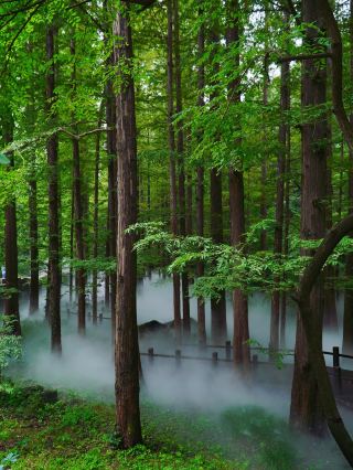 National Botanical Garden Cherry Valley Dawn Redwood Mist guide