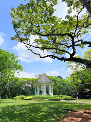 A garden older than Singapore, hiding 400 million-year-old secrets — A viral post about the Singapore Botanic Gardens