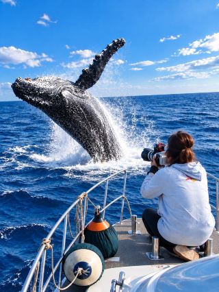 🐋 겨울 한정! 혹등고래가 바다 위로 뛰어오르는 놀라운 순간을 목격할 수 있는 크루즈 여행에 참여하세요🚢