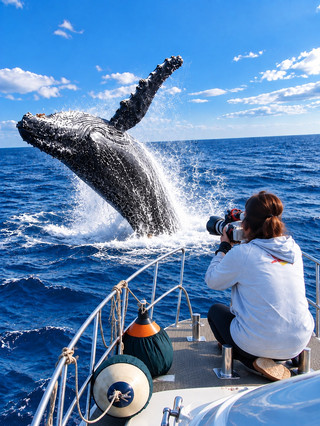🐋 冬季限定!坐郵輪追尋座頭鯨躍出海面嘅震撼一刻 🚢