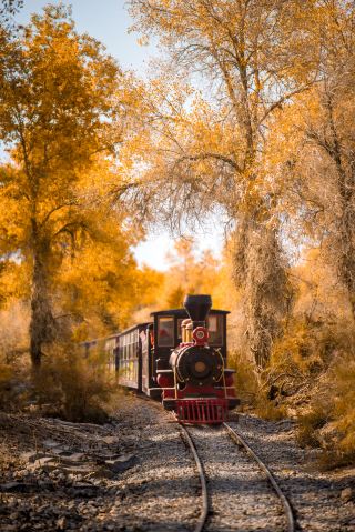  Beautiful for only 20 days a year! Southern Xinjiang's desert poplars have turned gold!