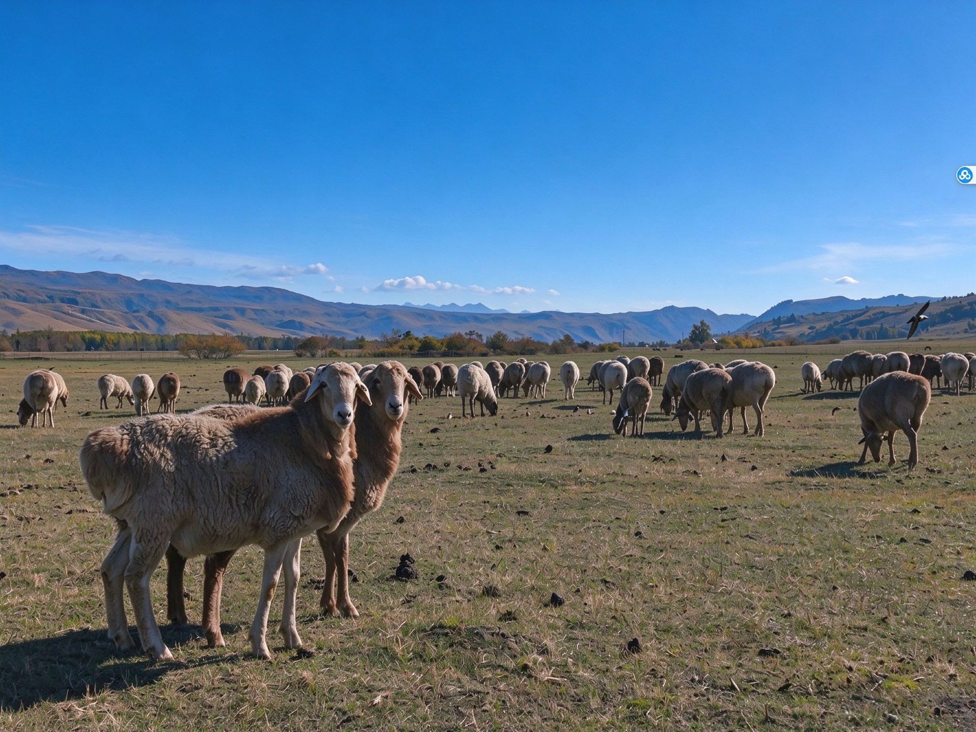 What brand of lamb should you buy in autumn and winter? Think about these five questions first.