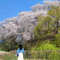 🌸 경주 월정교는 벚꽃이 한창🌸