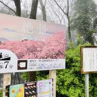日本高松 紫雲出山賞櫻