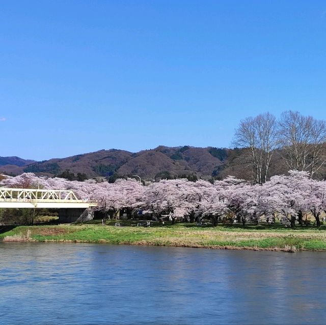 東北櫻花名所-北上展勝地