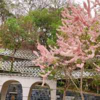 嘉義竹崎親水公園 天空走廊 行千吊橋（千禧橋）花棋木盛開美不勝收