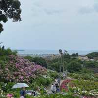 蒲郡　形原あじさいの里で紫陽花と絶景の見晴らしを満喫