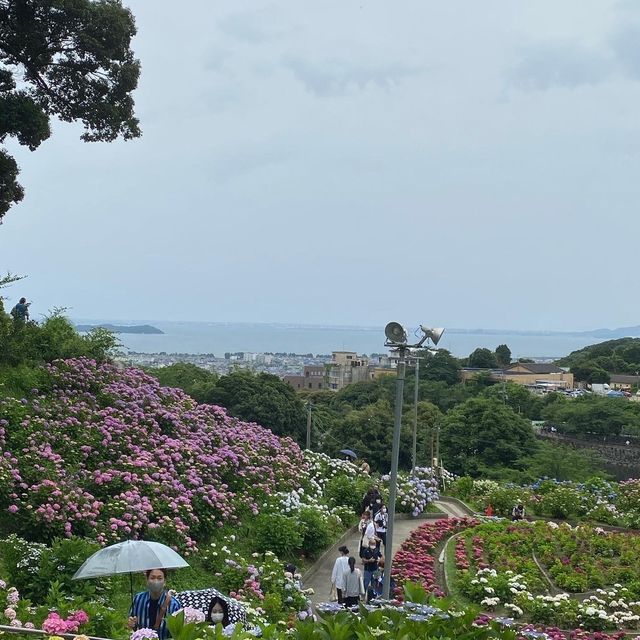 蒲郡　形原あじさいの里で紫陽花と絶景の見晴らしを満喫