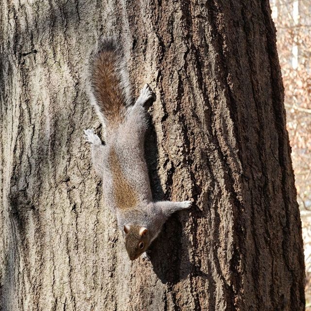 Rittenhouse Square: Philly's Urban Oasis