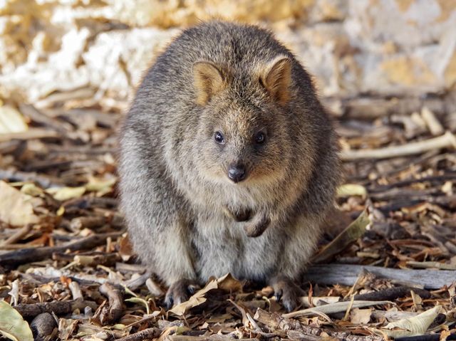 【オーストラリア・ロットネスト島】神回クオッカ特集🦘