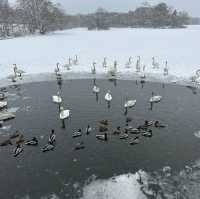 【北海道】白銀の中！冬の大沼公園