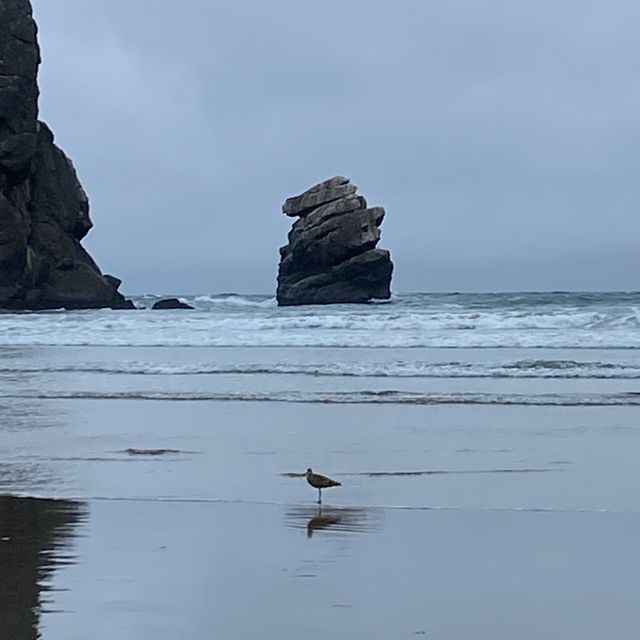 Morro Rock Beach แคลิฟอร์เนีย, อเมริกา