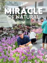 Miracle of Natural ฟาร์มดอกไม้เมืองหนาว ระยอง
