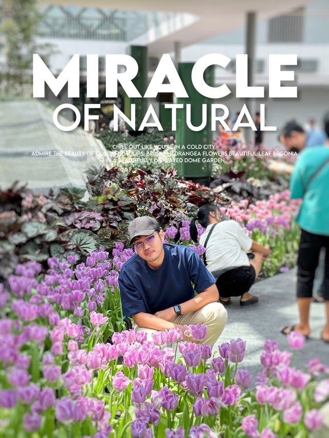 Miracle of Natural ฟาร์มดอกไม้เมืองหนาว ระยอง