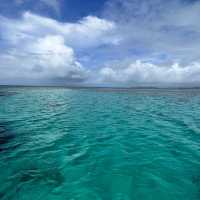 【石垣島】石垣島に行ったら楽しみたいダイビング