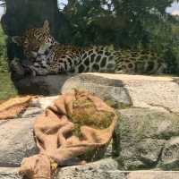 天王寺動物園🦁與可愛動物近距離接觸！🐼🦁🐧