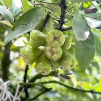 Exploring biggest Fruit Farm in Desaru Johor