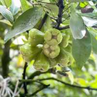 Exploring biggest Fruit Farm in Desaru Johor