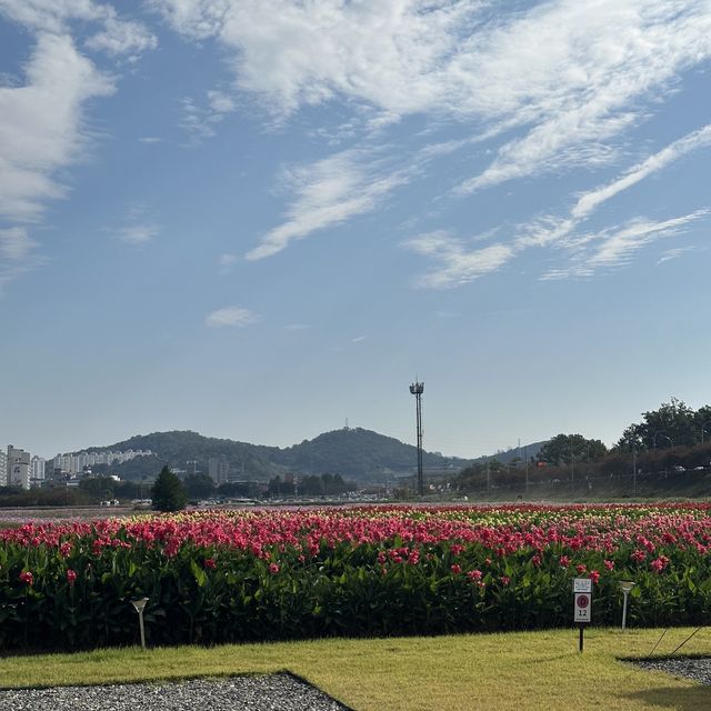 이색적인 순천체험 할 수 있는 곳(10/31까지 꼭 가세요)