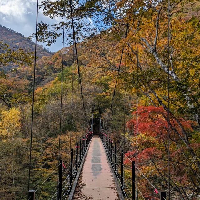 大山隱歧國立公園 🏔️🌳山林探險🚶🌲