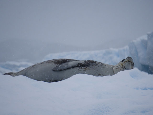 Antarctic dream come true ✨🐧