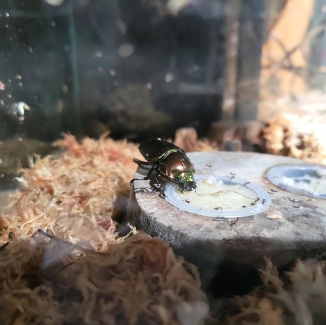 新竹昆蟲館