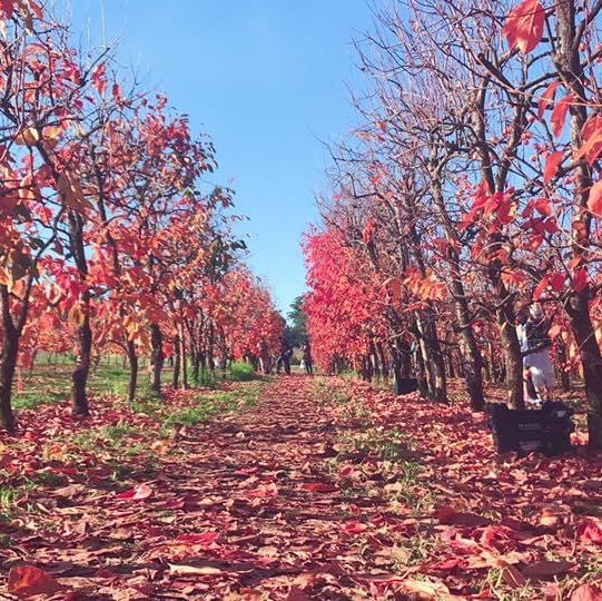 伯斯景點丨季節限定！金黃色大道柿子園Raeburn Orchards