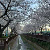夜櫻推介去余佐川櫻花徑🌸 