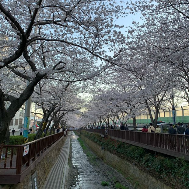 夜櫻推介去余佐川櫻花徑🌸 