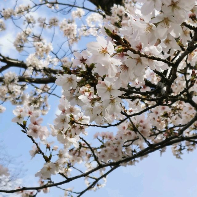cherry blossom picnics