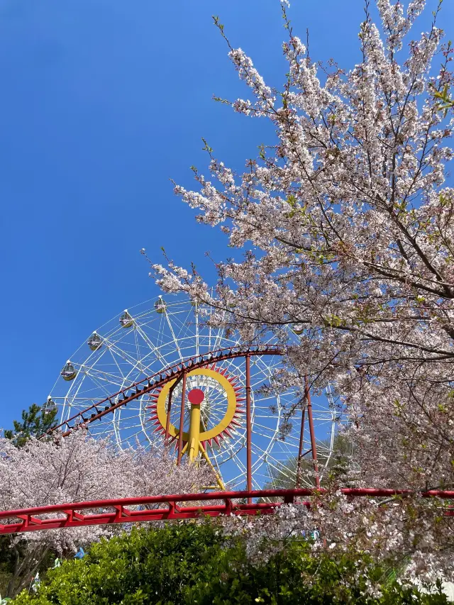 김해 벚꽃 명소, SNS 핫플 가야랜드🎡