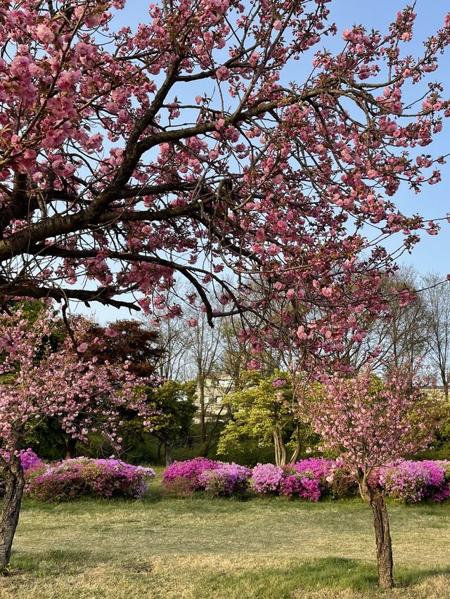 서울 근교, 겹벚꽃 여행지 하남 미사경정공원🌸