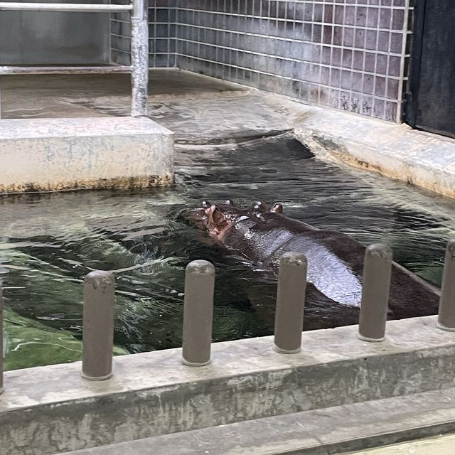 약 400여종의 동물들이 있는 우에노 동물원🐼