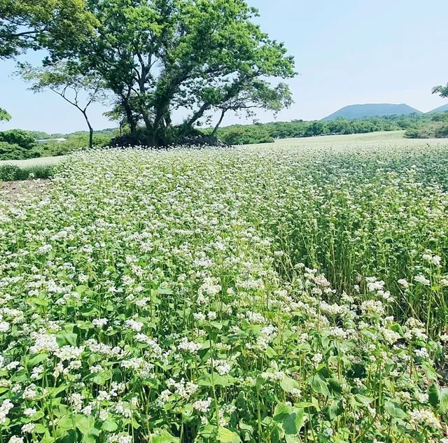 ✈️ 모든걸 훌훌 털어버리고 제주여행! 나만알고싶은 시크릿명소💋