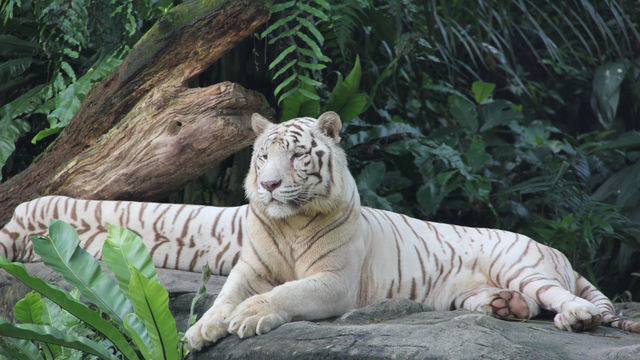  Singapore Zoo - The wild animals 