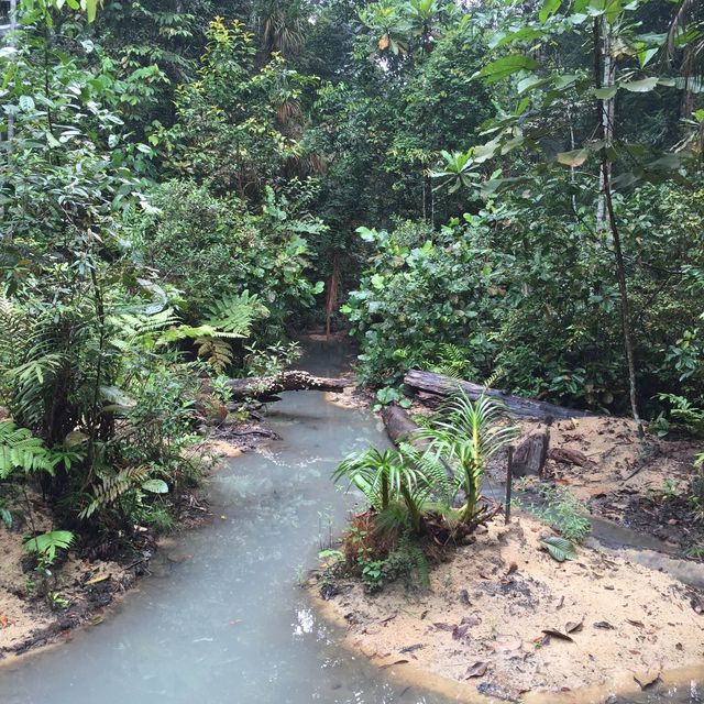 星加坡另類體驗🌲麥裏芝自然步道