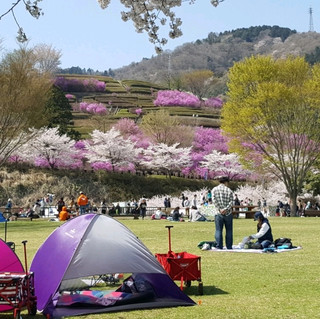 A beautiful blooming Sakura