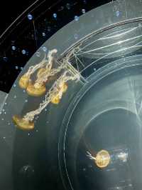 【全方位環繞主水槽的水族館】