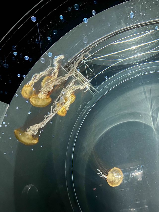 【全方位環繞主水槽的水族館】