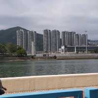 石門安景街櫻花