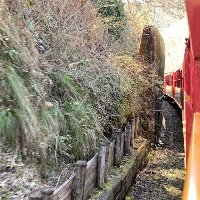 京都嵯峨野小火車🌸 GO GO GO~~~