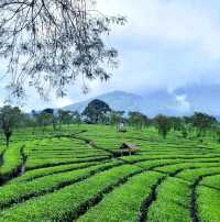 Tea Gardens 